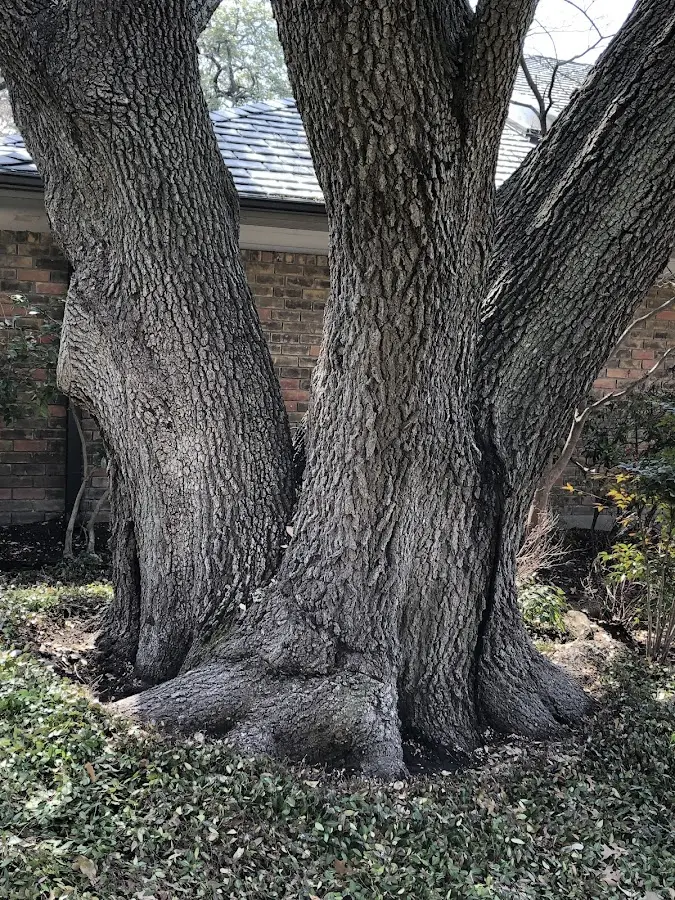 Mature heritage tree close to a Martinsburg property cared for by certified arborists